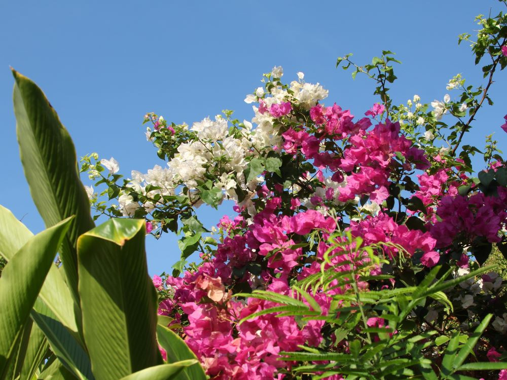 Kleurrijke bloemen
