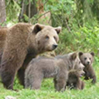 Afbeelding voor Get Your Guide - Berenexcursie Suomussalmi