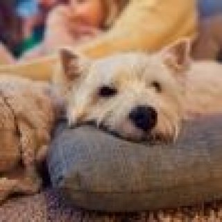 Afbeelding voor Center Parcs - Honden Cottages
