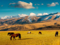 Paarden bij Almaty
