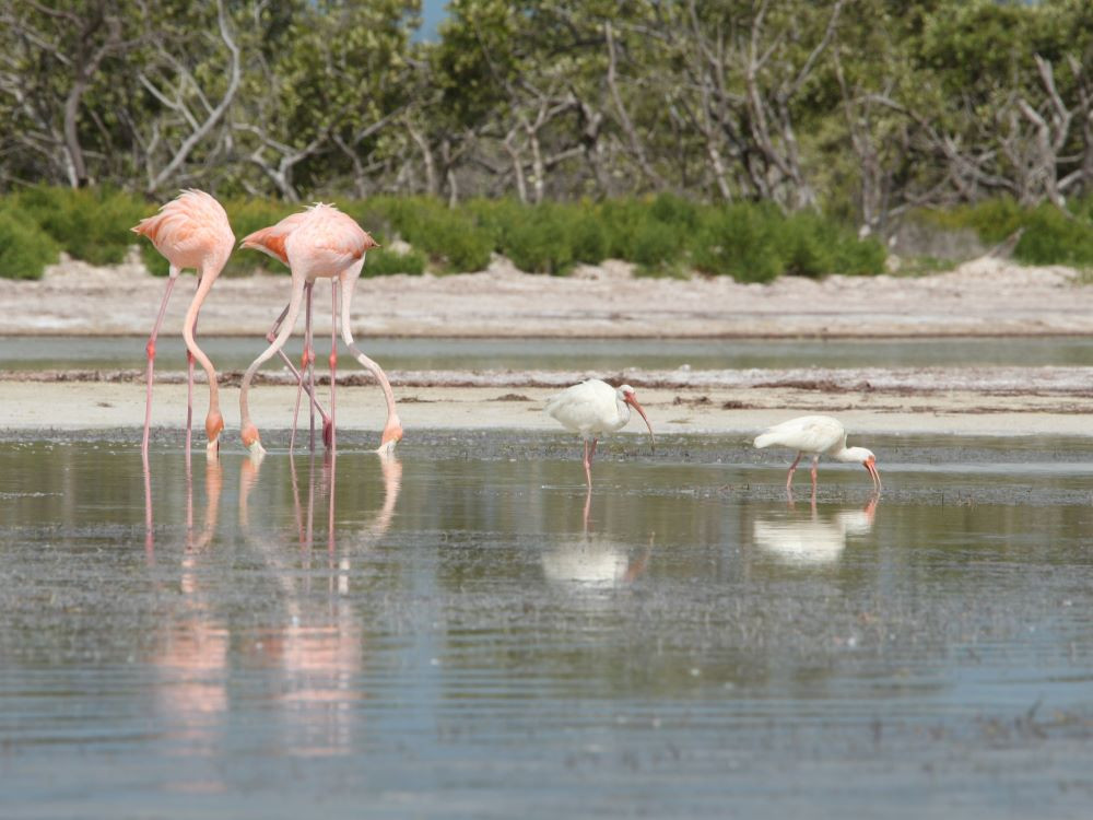 Flamingo's en ibissen