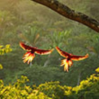 Afbeelding voor Voja Travel - Costa Rica rondreizen