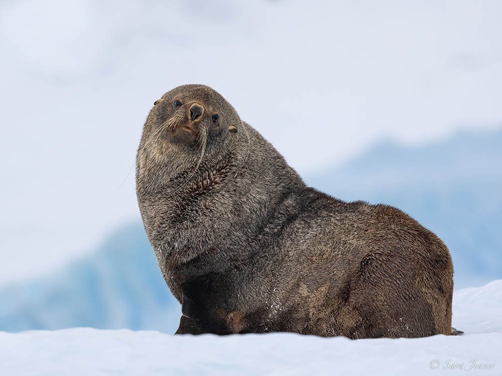 Pelsrob op South Georgia