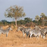Afbeelding voor wAARDEvol reizen in Zimbabwe