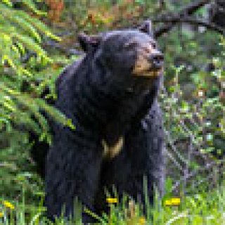 Afbeelding voor GetYourGuide - Excursies met gids