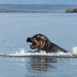 Afbeelding voor Akagera Nationaal Park