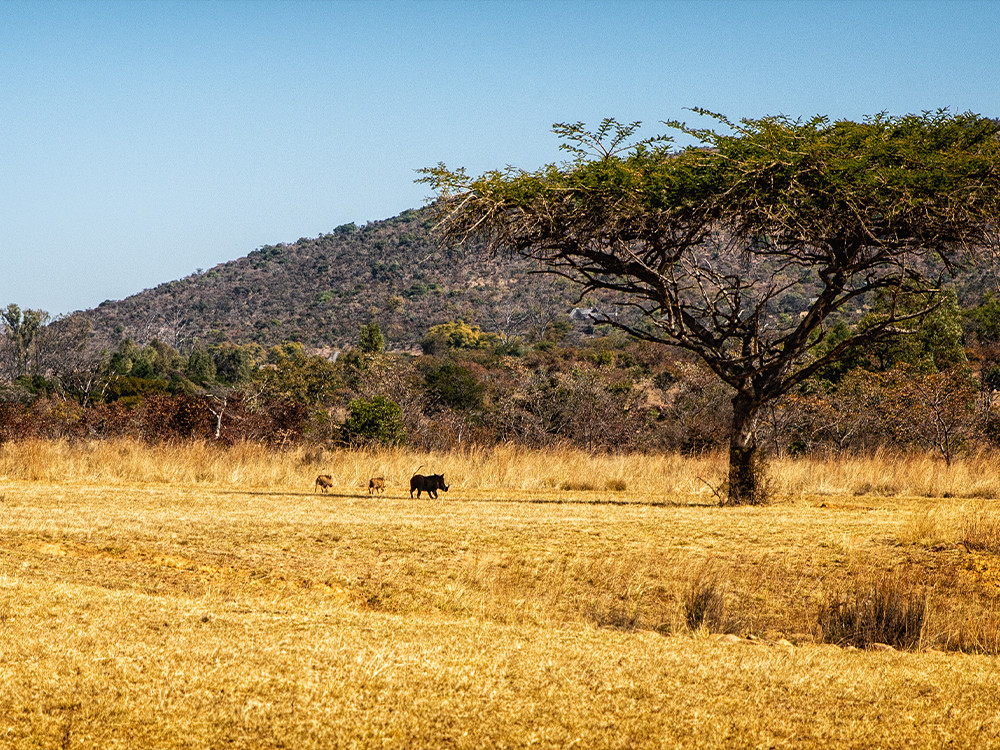 Kololo wildlife