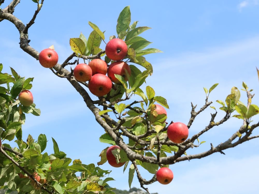 Appels aan de bomen