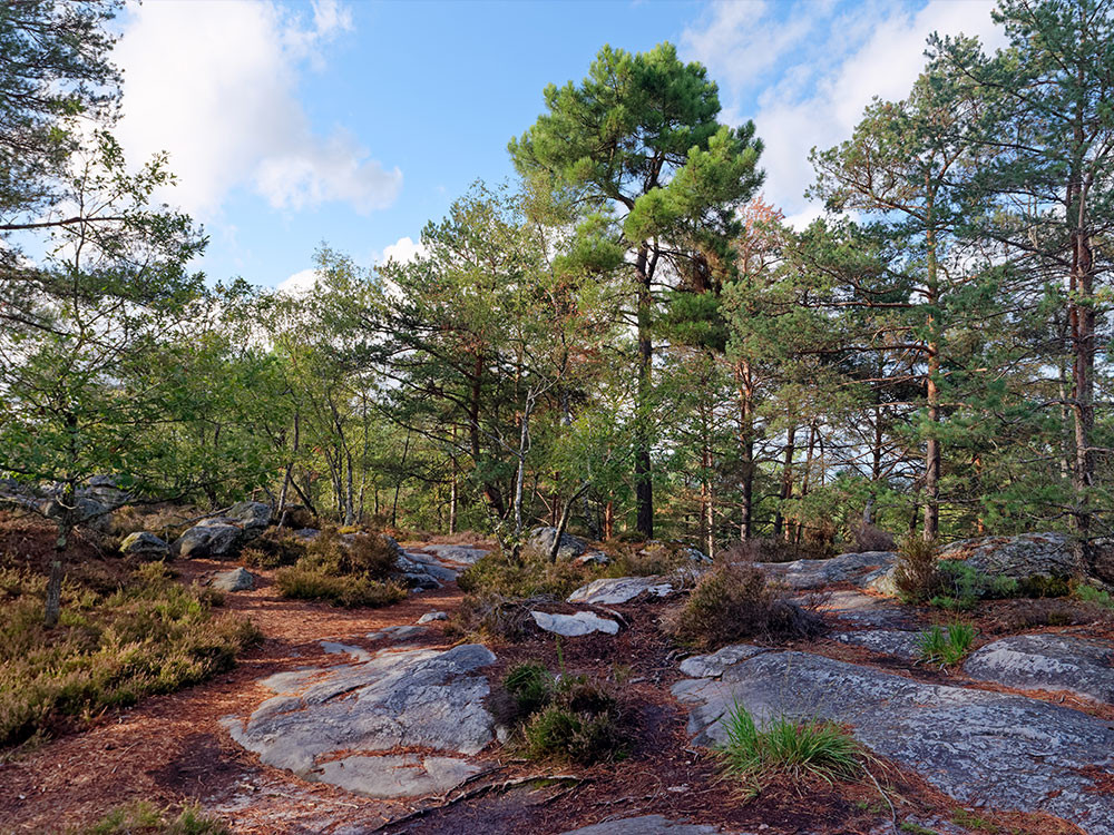 Natuur bij Fontainebleau