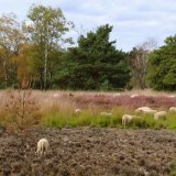Afbeelding voor Strabrechtse Heide