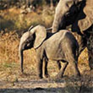 Afbeelding voor Intrepid Travel - Safari en Victoria Falls