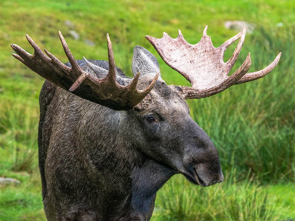 Eland mannetje