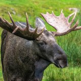 Afbeelding voor Eland