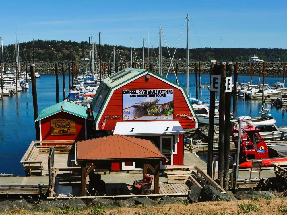 Kantoor Campbell River Whale Watching