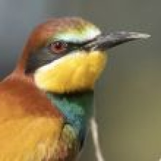 Afbeelding voor Goldcrest Nature Tours - Vogelreis