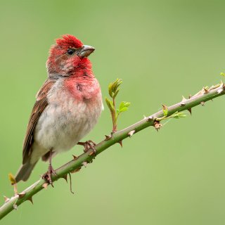 Afbeelding voor Vogels in Georgie