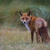 Afbeelding voor Amsterdamse Waterleidingduinen