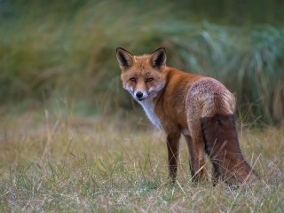 Afbeelding voor Amsterdamse Waterleidingduinen