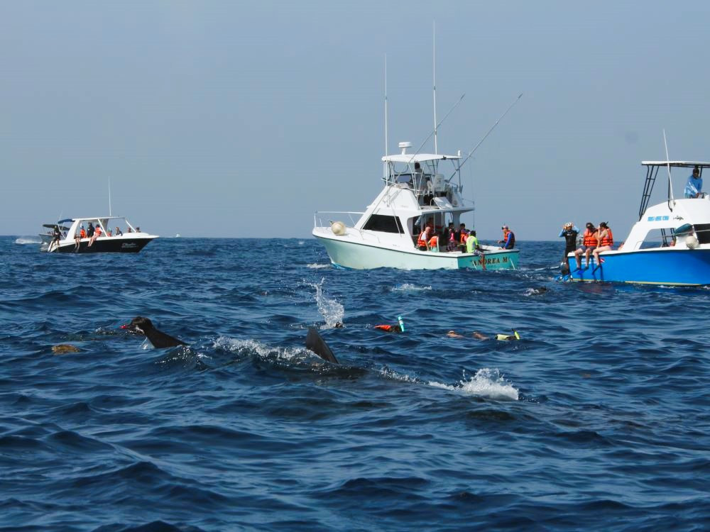 Whale shark tour