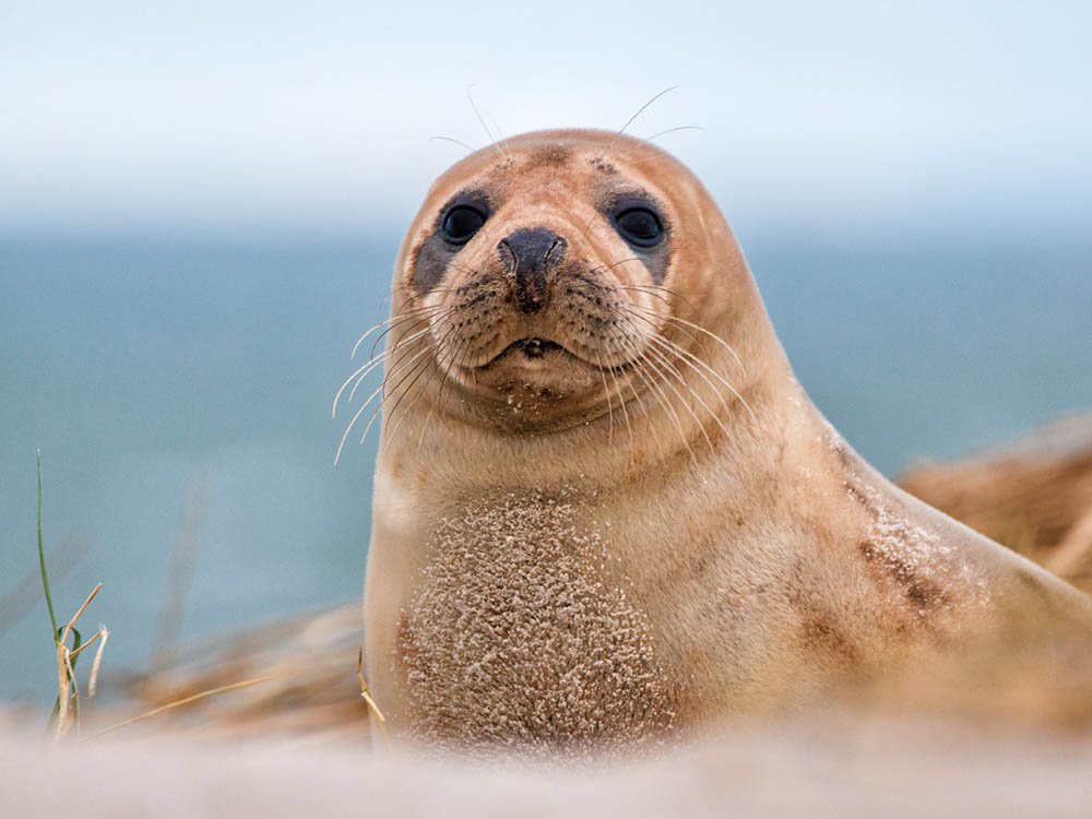 Helgoland en Düne