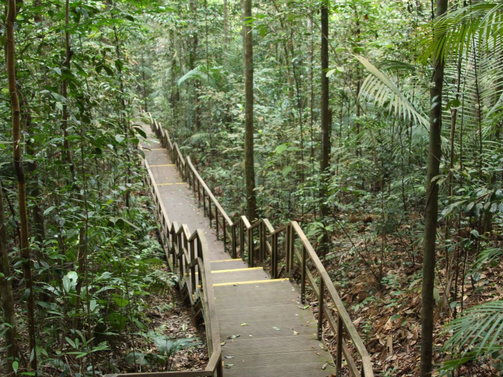 Jungle hike