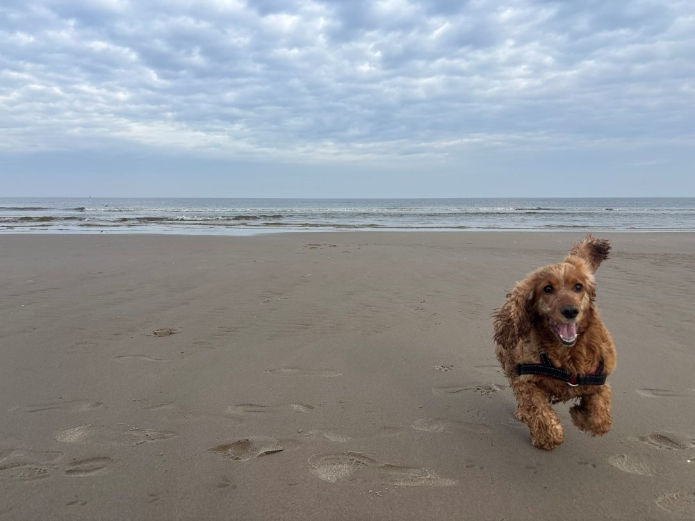Met de hond op het strand