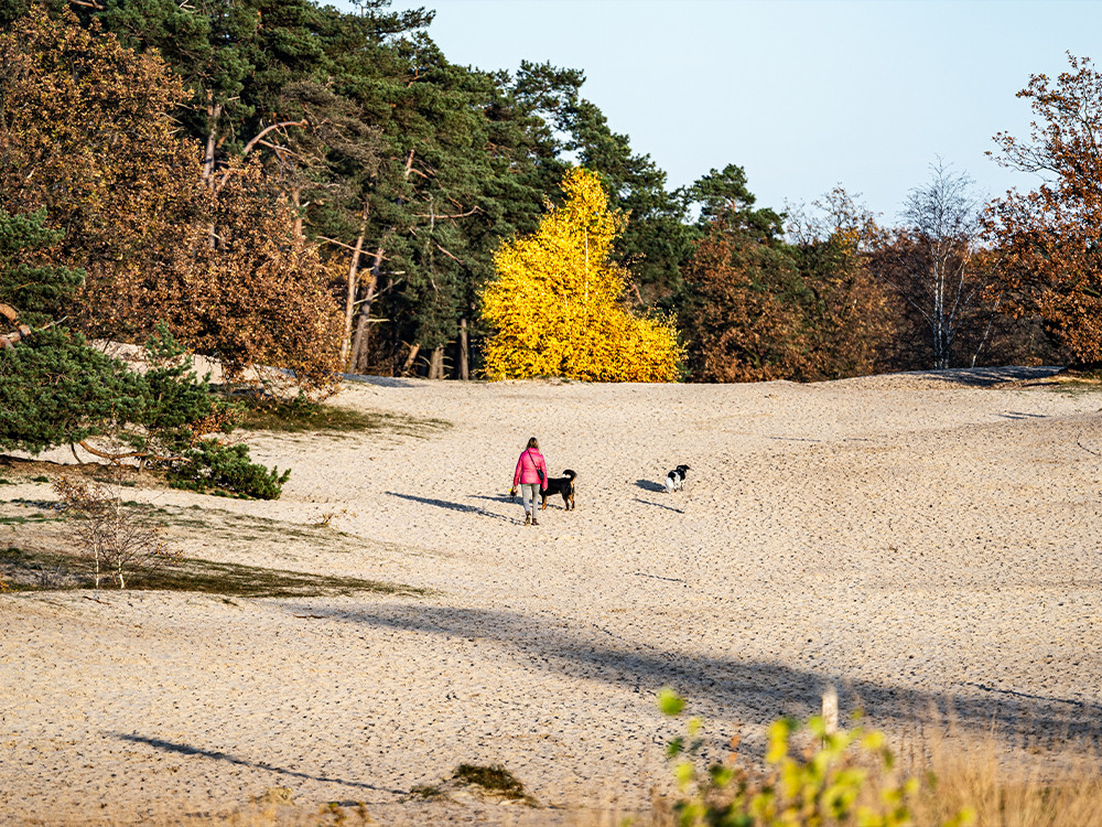 Wandelen Loonse en Drunense Duinen