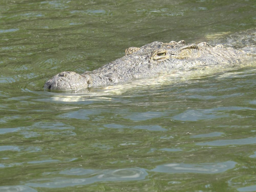 Krokodil in Rio Lagartos
