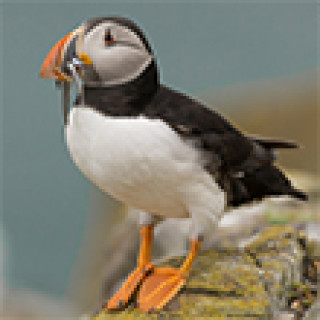 Afbeelding voor BirdingBreaks - Farne Islands