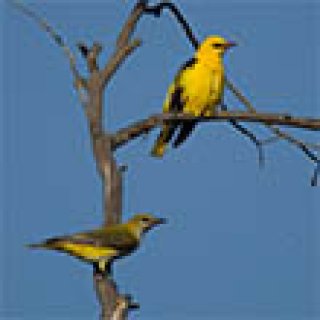 Afbeelding voor Goldcrest Nature Tours - Excursie Kampina