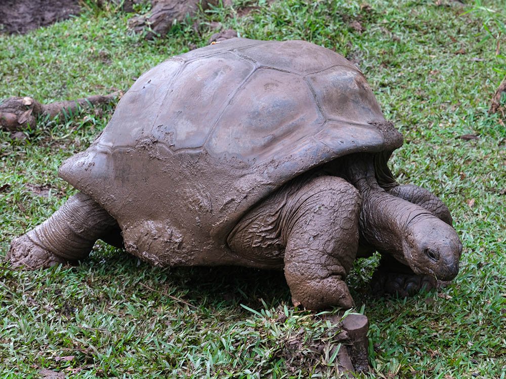 Reuzenschildpad