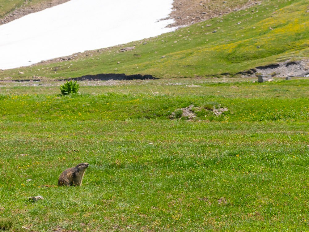 Marmot Mont Blanc