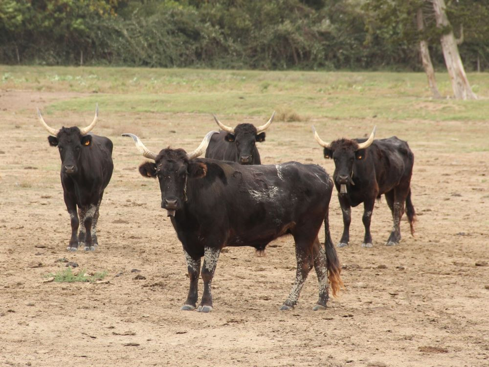 Stieren Camargue