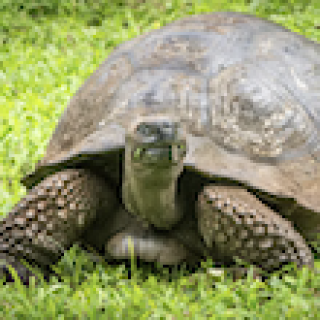 Afbeelding voor Travel Happiness Company - Galapagos eilanden