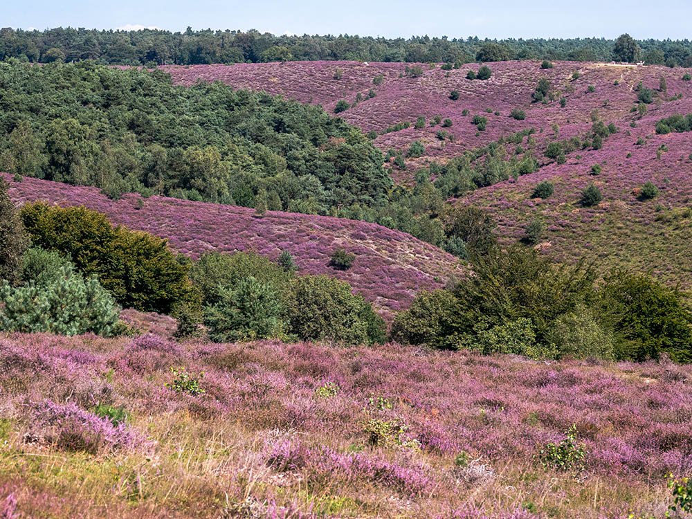 Heide Posbank