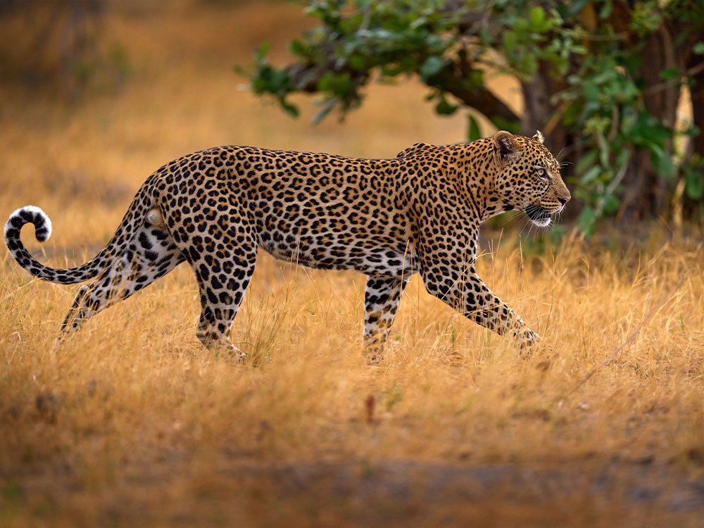 wAARDEvol reizen in Botswana