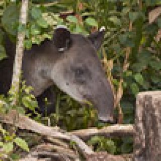 Afbeelding voor Voja Travel - Hoogtepunten Costa Rica