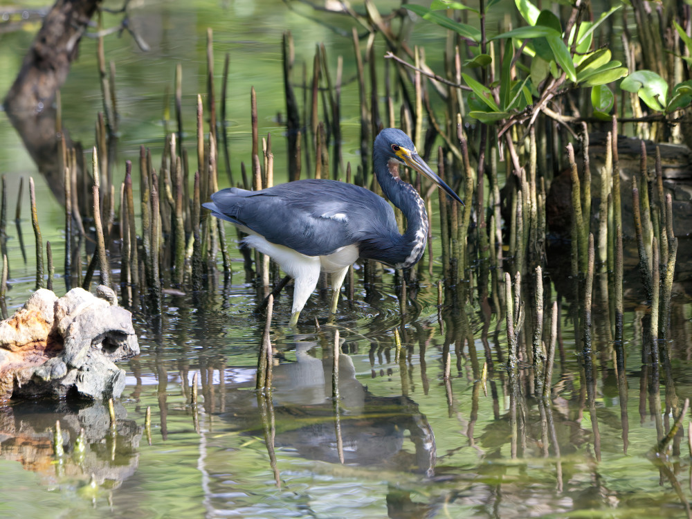 Witbuikreiger in Curaçao Rif Mangrove Park