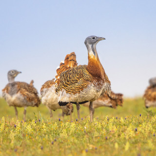 Afbeelding voor Vogels in Spanje