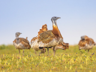 Afbeelding voor Vogels in Spanje