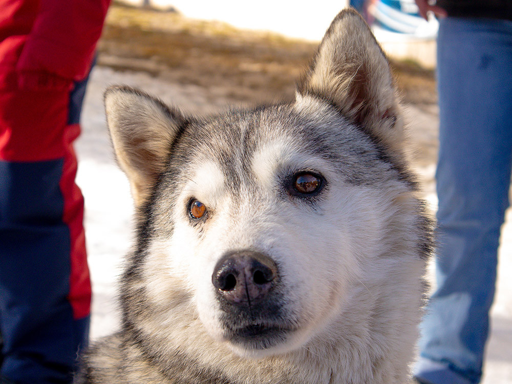 Husky