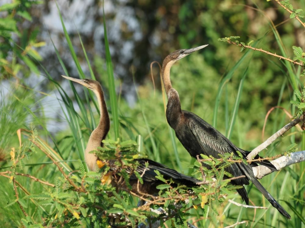 Slangenhalsvogel