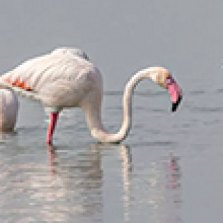 Afbeelding voor Inezia Tours - Vogelreis voorjaar Cyprus