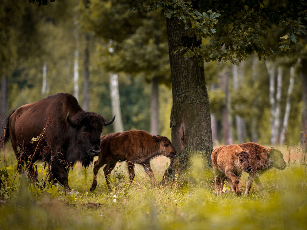 Bialowieza