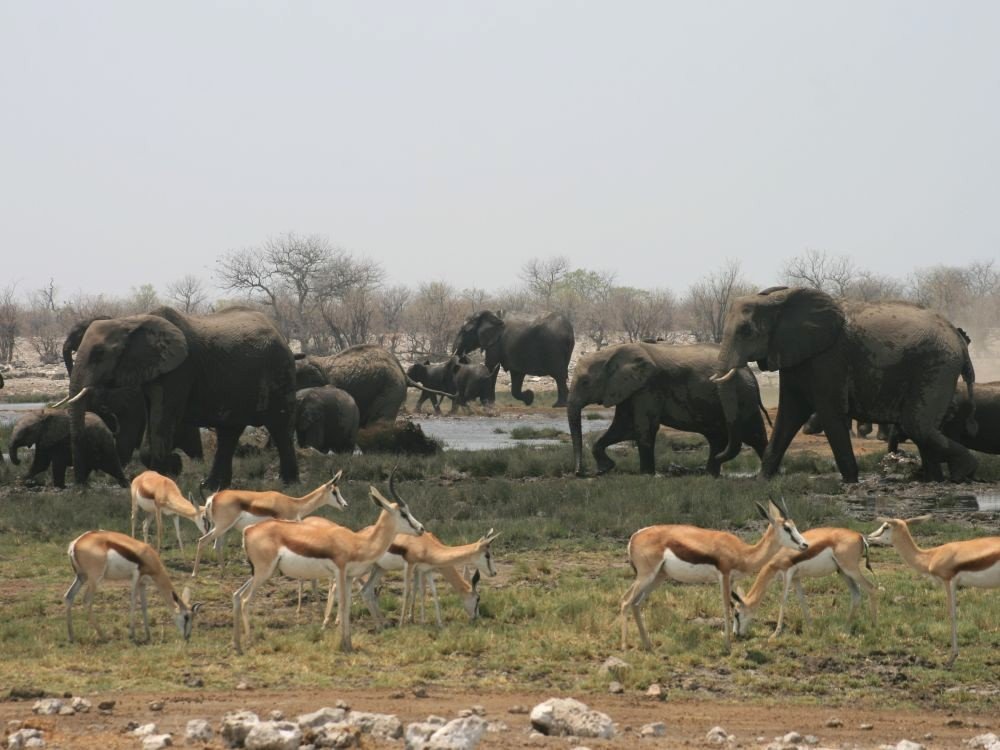 Etosha