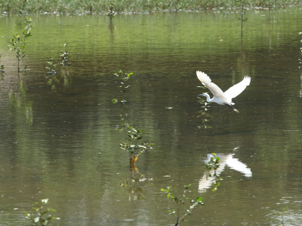 zilverreiger