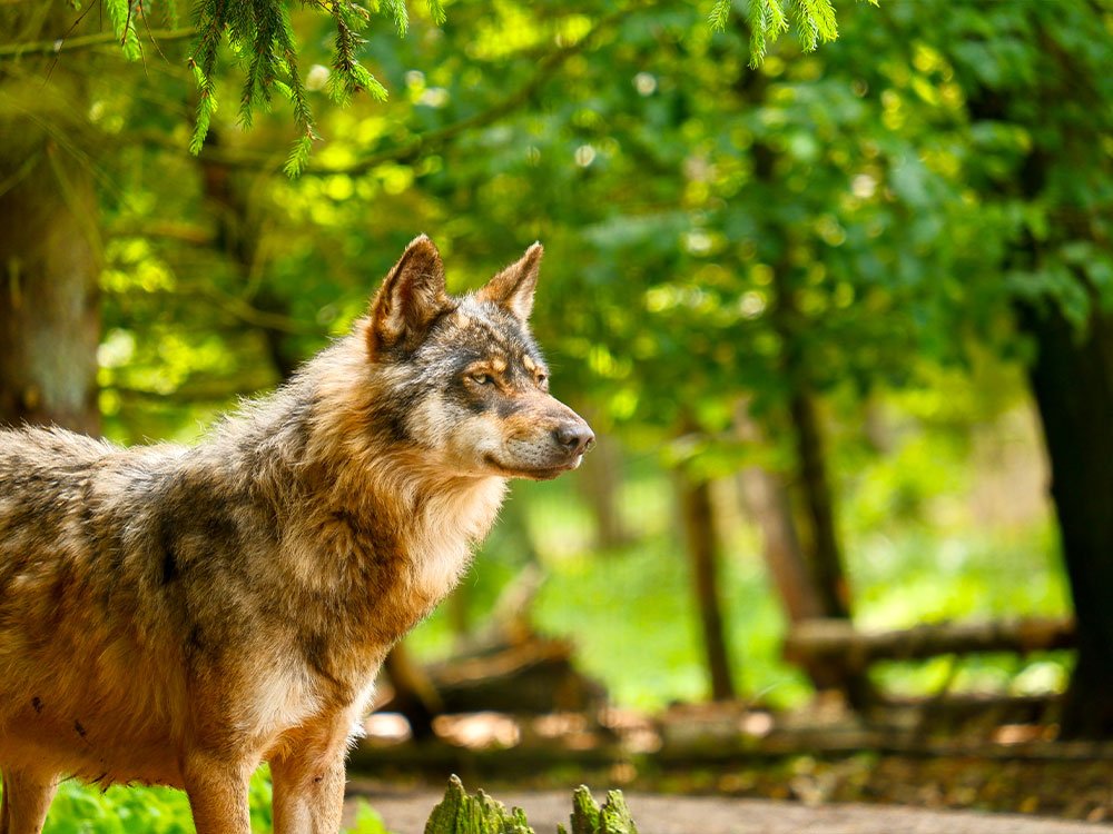 Wildlife Polen