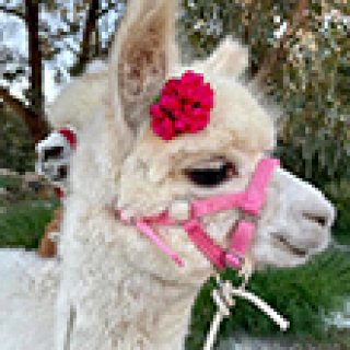 Afbeelding voor Booking.com - Farm Stay Gozo