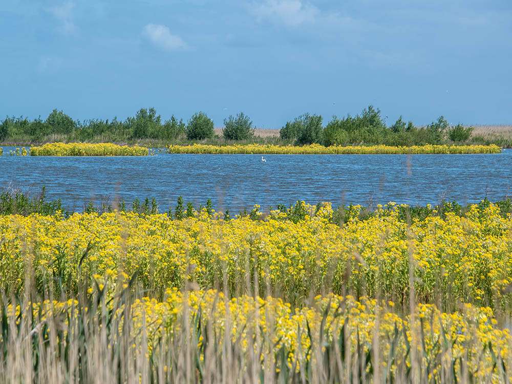 Marker Wadden landschap