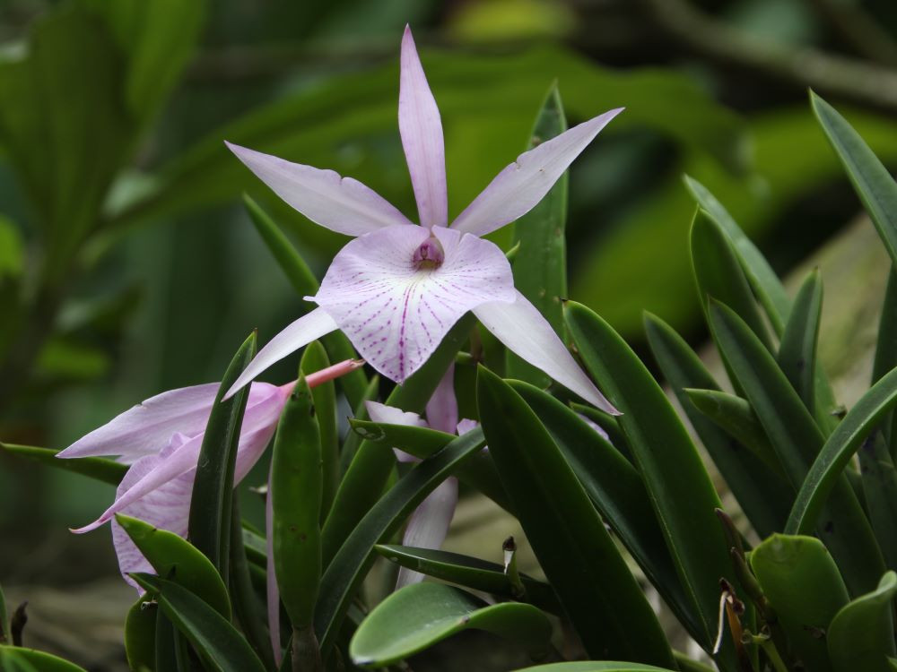 Botanische tuin